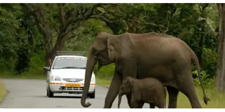 云南西双版纳野生亚洲象公众责任险赔付金额已达1.4亿元