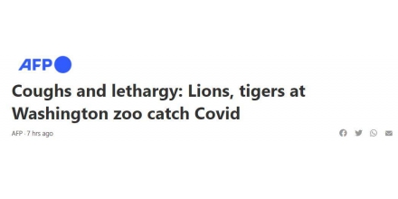 华盛顿动物园6头狮子、3头老虎新冠病毒检测阳性：咳嗽、打喷嚏