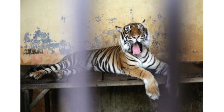 美国动物园9只老虎狮子确诊新冠：嗜睡还咳嗽 疑被管理员感染