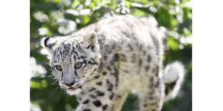 A snow leopard in the US zoo has died after showing symptoms similar to the new crown. A tiger in th
