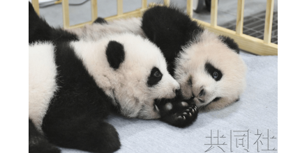 日媒：上野动物园游客翘首期盼大熊猫双胞胎亮相