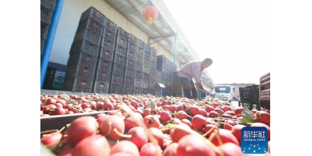 Weifang, Shandong: building Hawthorn industry to help rural revitalization