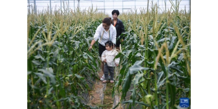 特色农旅产业助力乡村振兴