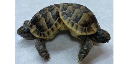 A rare conjoined turtle found in Turkey has six legs and shares the lower body