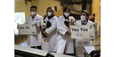 China's newborn giant panda in the West was named 