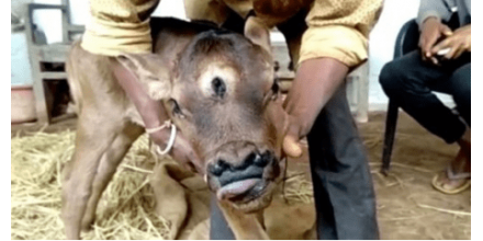 印度小牛长三只眼睛四个鼻孔 被村民视为神转世
