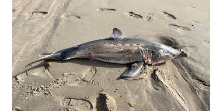 美国一海滩发现巨大鲨鱼 牙齿锋利像剃刀