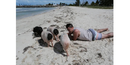 墨西哥小猪海滩：被遗弃的小猪成当地明星