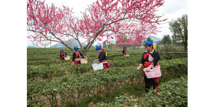 广西桂林：千亩茶园绿 瑶乡采春茶